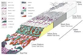 Image result for Coral Sand 1947 Kaiser