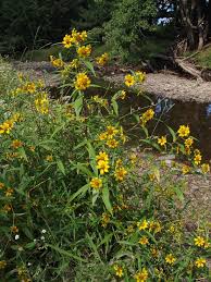 Image result for Porphyrostemma grantii