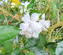 Image result for Tabernaemontana odoratissima