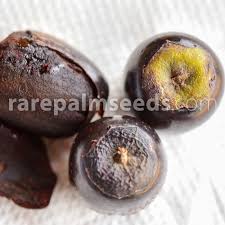 Image result for Vitex doniana