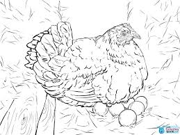 Pin On Bird Coloring Pages