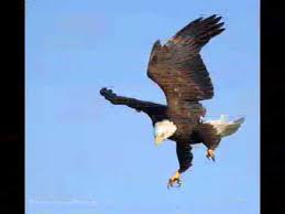 A great way to learn about birds in your own backyard. O Aetos Beautiful Greek Song Youtube