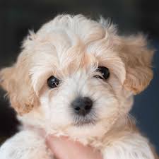 Adorable Cream Cockapoo Puppy These Puppies Are So Cute And Smart 3 Cockapoo Puppies Puppies Cockapoo Puppies For Sale