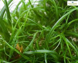 Image result for Eriocaulon setaceum