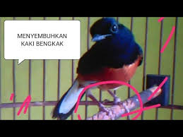 Maybe you would like to learn more about one of these? Cara Mengobati Kaki Bengkak Burung Murai Batu Mengobati Kaki Bengkak Pada Burung Dengan Mudah Dengan Youtube