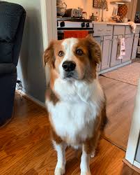 Use petfinder to find adoptable pets in your area. Top 29 Most Popular Border Collie Mixes You Ll Want To Add To Your Home Immediately