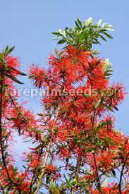 We did not find results for: Embothrium Coccineum Chilean Fire Bush Buy Seeds At Rarepalmseeds Com