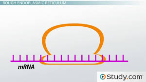 Endomembrane System – Bsc109 – Biology I