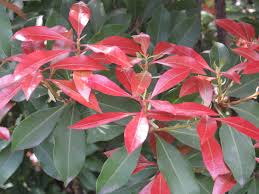 Image result for Pieris japonský obrázek