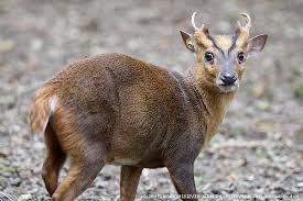 キョン 動物 の駆除専門職員を採用 今 千葉県がヤバい Matoryo Blog