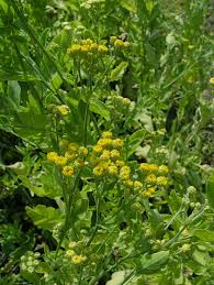 Image result for Ageratinastrum palustre