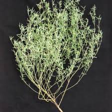Image result for Microcharis annua