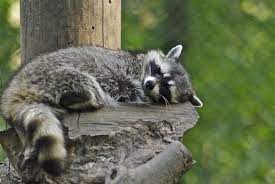 34 Raccoons That Love Falling Asleep Pet Raccoon Sleeping Animals Cute Raccoon