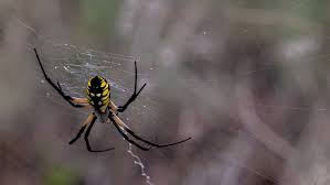 Some of the kids called them banana spiders because of their coloration. Texas Spiders That Love To Call Your House Home