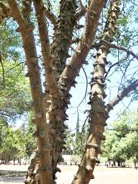 Image result for Acacia nigrescens