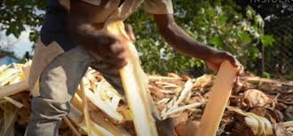 Appearance of banana fiber is similar to that of. Banana Fiber Is Turned Into Rugs Fabric And Hair Extensions In Uganda Vncharms Sustainable Products