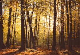 Calendar for december 2020 (canada). Marianne Petersson Pa Vara Minnessidor