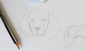 Learn how to draw a cute puppy face. Drawing Realistic Animals How To Draw A Dog Craftsy