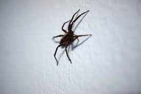 In your house or apartment. How To Get Rid Of Spiders Terminix