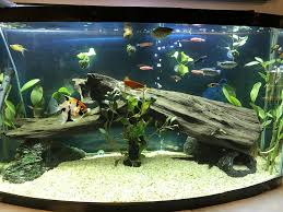 From buying the tank to filing it up with water, its a how to video of setting up a foundation for any freshwater tank. Pin On Home Aquarium Ideas