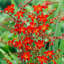 Image result for Crocosmia