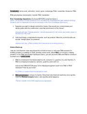 Codon analogy with key and. Rna And Protein Synthesis Gizmo Key Pdf Vocabulary Amino Acid Anticodon Codon Gene Messenger Rna Nucleotide Ribosome Rna Rna Polymerase Transcription Course Hero