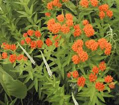 Butterfly weed is a showy perennial flower native to eastern north america. Butterfly Weed Plant Profile Sylvan Gardens Landscape Contractors