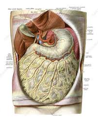 Abdominal aorta • it begins at the aortic hiatus of the diaphragm, anterior to the lower border. Coeliac Trunk And Branches Illustration Stock Image C048 0005 Science Photo Library