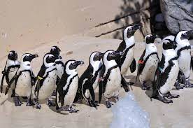 Font for the toronto zoo's new endangered african penguins. Penguins At The Toronto Zoo 680 News
