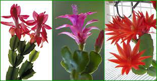 The three common holiday cacti are the christmas cactus, thanksgiving cactus, and easter cactus. Is It A Thanksgiving Christmas Or Easter Cactus World Of Succulents
