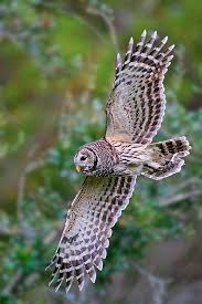 Why Do Birds Fly South For The Winter Joke Fly South With The Birds Winter Workshops Owl Barred Owl Beautiful Owl