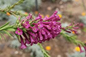 Image result for Freylinia