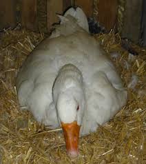 Vereinzelt gehen gänse am ende der legeperiode noch zur brut, wobei sie dann auch sehr fürsorgliche mütter. Emder Ganse Alteste Grosste Deutsche Ganserasse