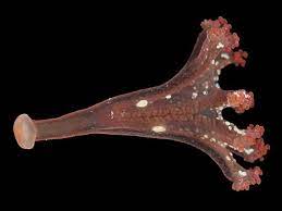 Lucernariopsis campanulata'nın genç bireyinden bir görünüm. Calvadosia Campanulata Lamouroux 1815 A Stalked Jellyfish Staurozoa Images