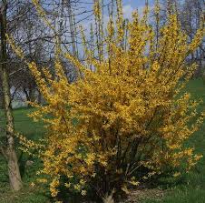 Forsythia Jardines