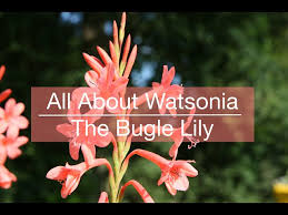 Image result for Watsonia