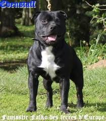 American Staffordshire Bull Terrier Black And White Gallery Category Black And White Staffordshire Bull Terrier Image Fantastic Falko De Staffordshire Bull Terrier English Staffordshire Terrier Pitbull Dog