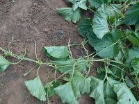 Image result for Cucumis humifructus