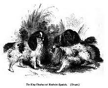 Check spelling or type a new query. King Charles Spaniel Wikipedia