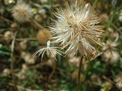 Image result for Tridax