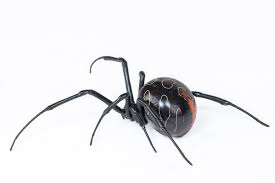 They also wander into houses, and most bites occur. Latrodectus Umbukwane Wikipedia