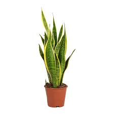 Dracaena trifasciata is a species of flowering plant in the family asparagaceae, native to tropical west africa from nigeria east to the congo. Variegated Snake Plants For Sale Online In Ireland Shop Now