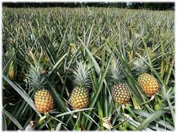 Tips tentang cara menanam pohon buah nanas supaya hasilnya besar dengan mudah. Cara Menanam Nanas Cukup Ambil Mahkotanya Penjaga Rumah