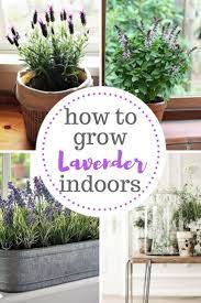 The Ultimate Care Guide For Growing Lavender Indoors Growing Lavender Indoors Plants Growing Lavender