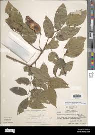 Image result for Desmodium nicaraguense