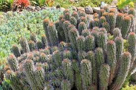 Image result for Euphorbia unicornis