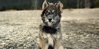 Tenor will be adopting the google terms of service and privacy policy for all accounts starting on march 3, 2021. How The Stars Of Togo Feel About Balto Usurping The Legacy Of The True Hero Dog Cinemablend
