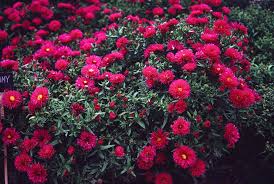 Image result for Asters `Jenny