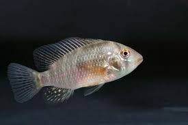 Reclassification of atcc® 16404 and atcc® 9642 as aspergillus brasiliensis. Pearl Cichlid Geophagus Brasiliensis Image Courtesy Of David Morgan Download Scientific Diagram