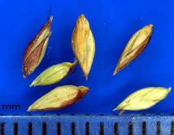 Image result for Gilgiochloa